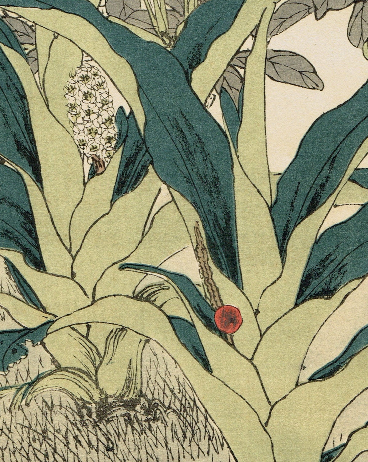 Japanese Antique Original Woodcut Print, Imao Keinen, "Common gardenia, Rohdea, Gray bunting"