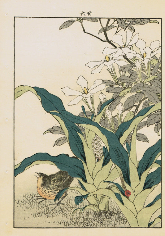 Japanese Antique Original Woodcut Print, Imao Keinen, "Common gardenia, Rohdea, Gray bunting"