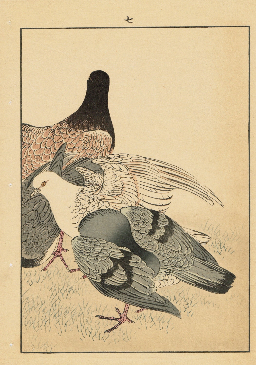 Japanese Antique Original Woodcut Print, Imao Keinen, "Rock Dove"