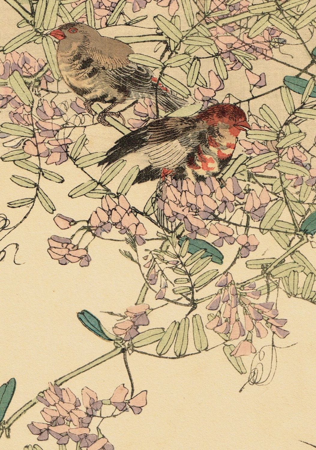 Japanese Antique Original Woodcut Print, Imao Keinen, "Vicia cracca, Red Avadavat"