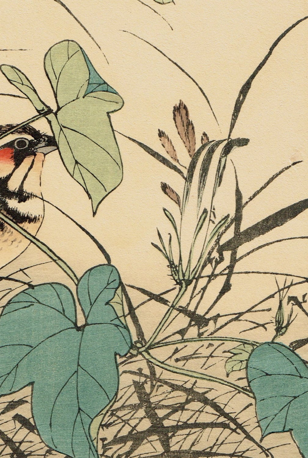 Japanese Antique Original Woodcut Print, Imao Keinen, "Japanese morning-glory, Chestnut-eared bunting"