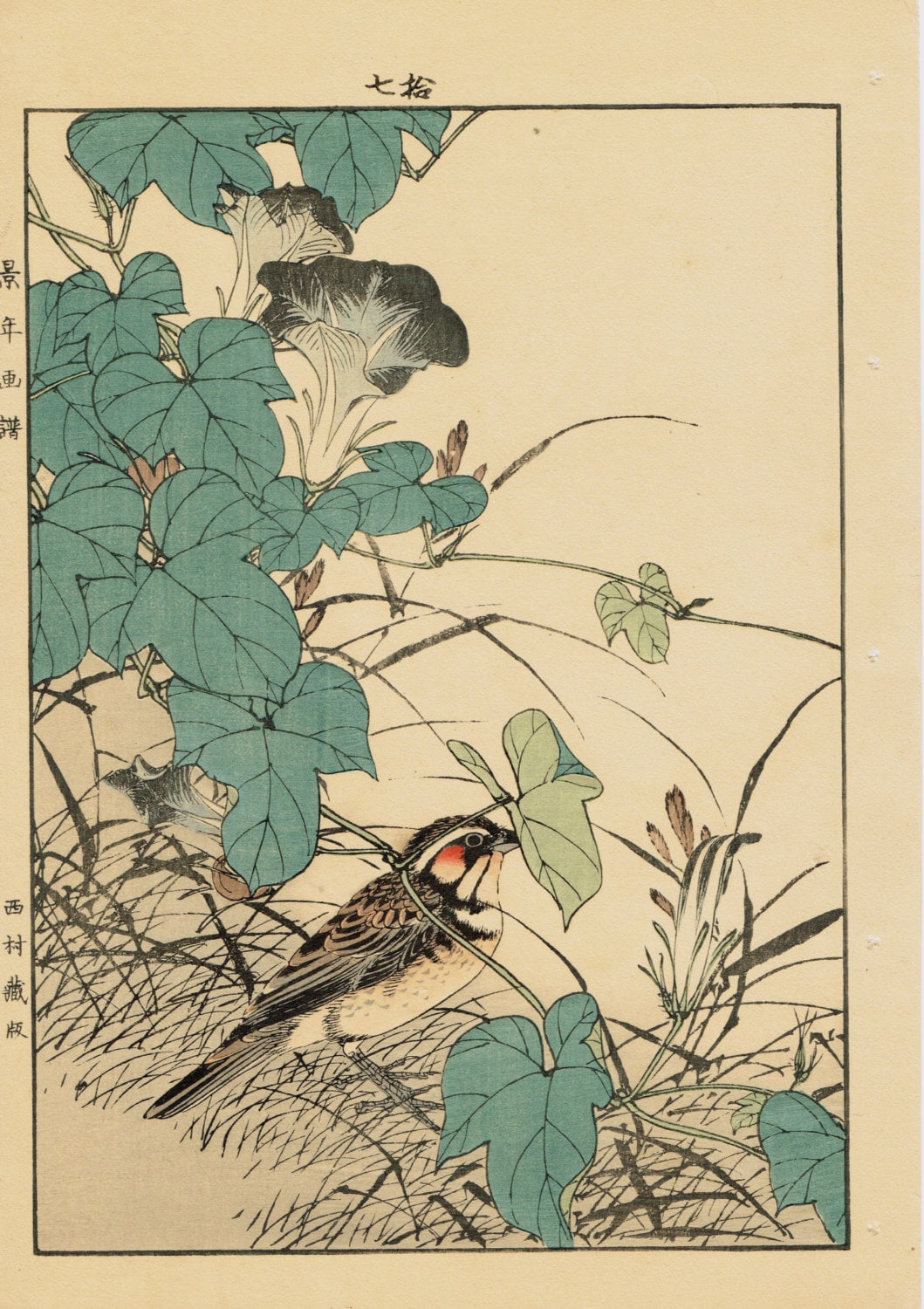 Japanese Antique Original Woodcut Print, Imao Keinen, "Japanese morning-glory, Chestnut-eared bunting"