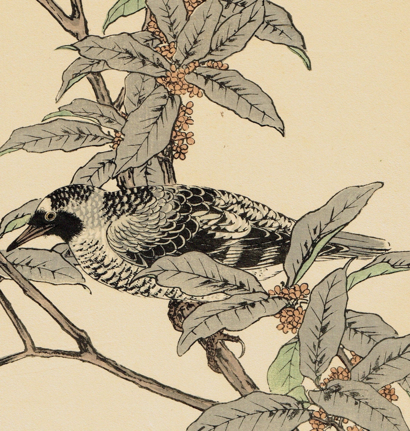 Japanese Antique Original Woodcut Print, Imao Keinen, "fragrant orange-colored olive, Warbler"