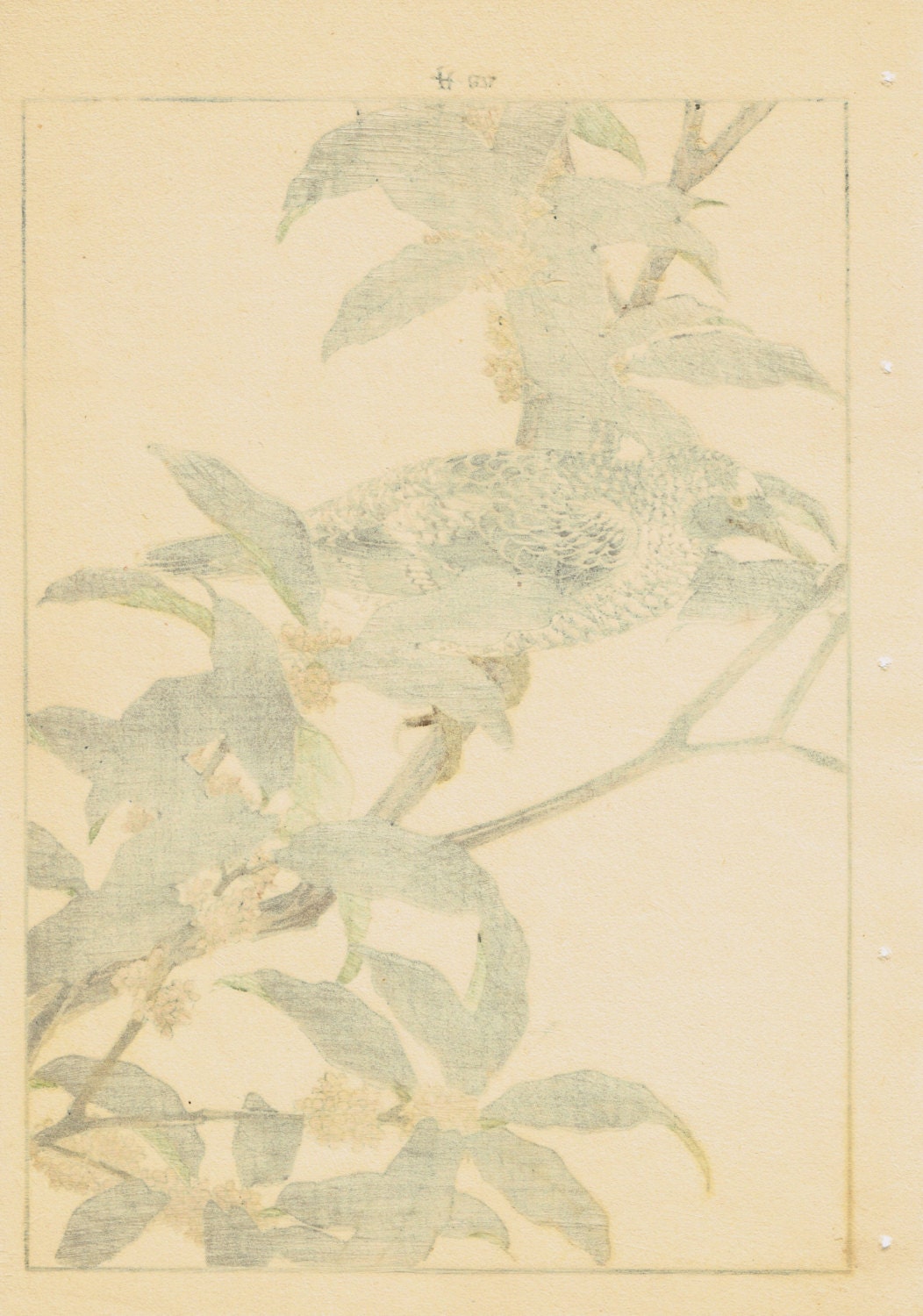 Japanese Antique Original Woodcut Print, Imao Keinen, "fragrant orange-colored olive, Warbler"