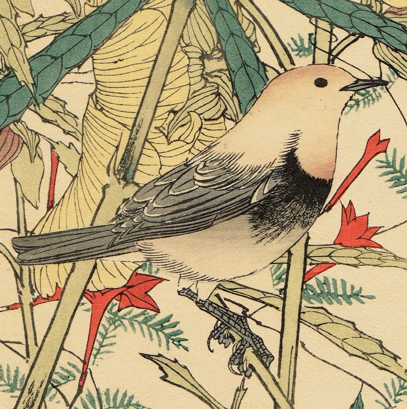 Japanese Antique Original Woodcut Print, Imao Keinen, "Aibika, Cypress Vine, Japanese robin"