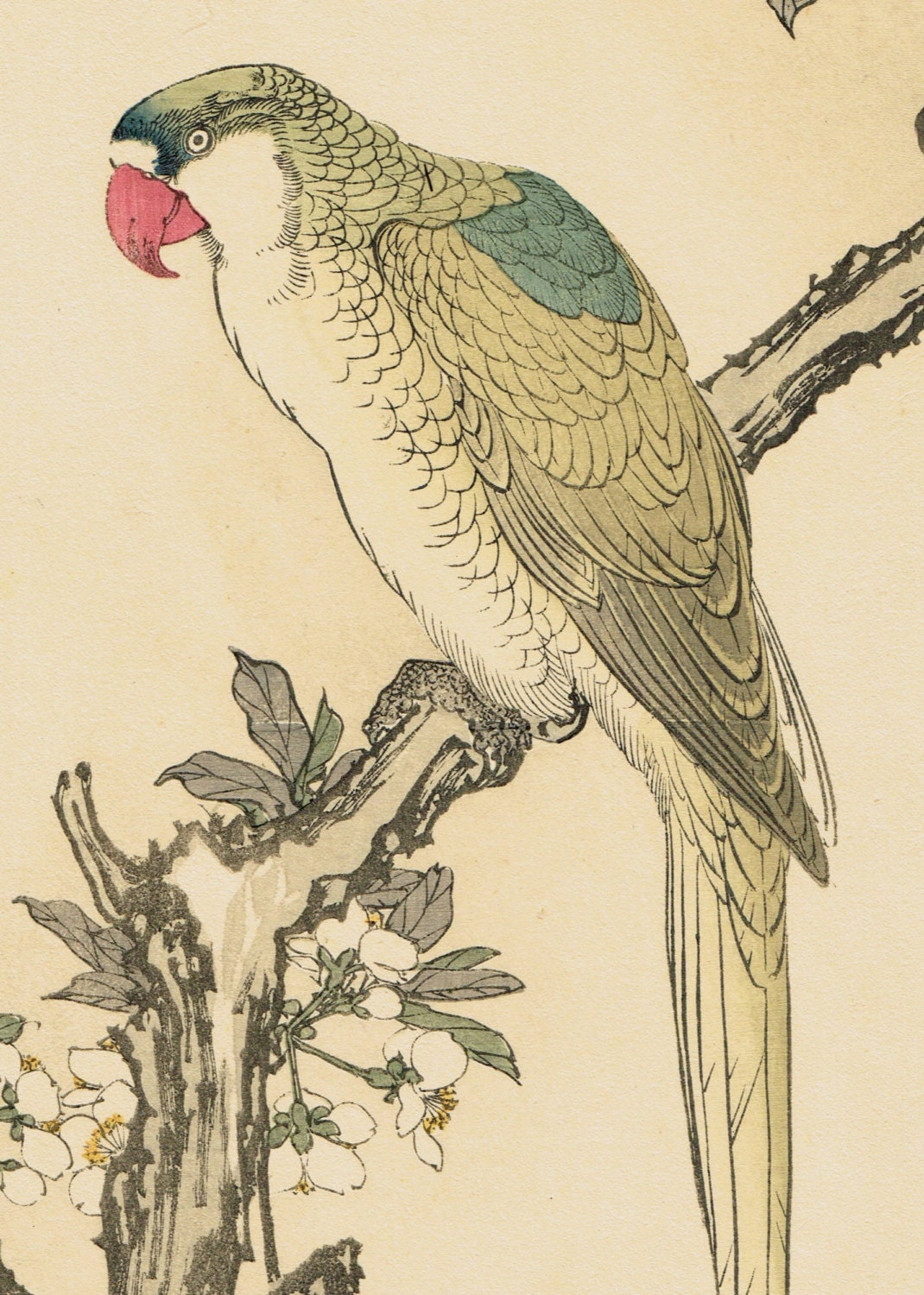 Japanese Antique Original Woodcut Print, Imao Keinen, "Plum blossom, Red-breasted parakeet"