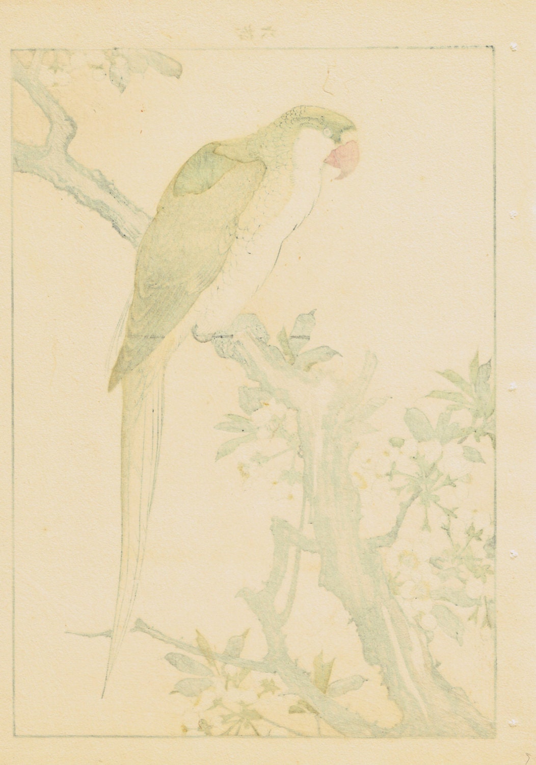 Japanese Antique Original Woodcut Print, Imao Keinen, "Plum blossom, Red-breasted parakeet"