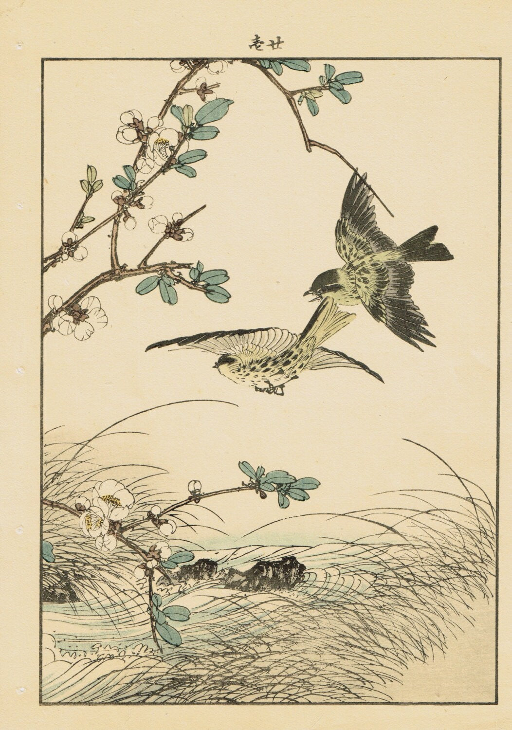 Japanese Antique Original Woodcut Print, Imao Keinen, "Flowering quince, Eurasian siskin"