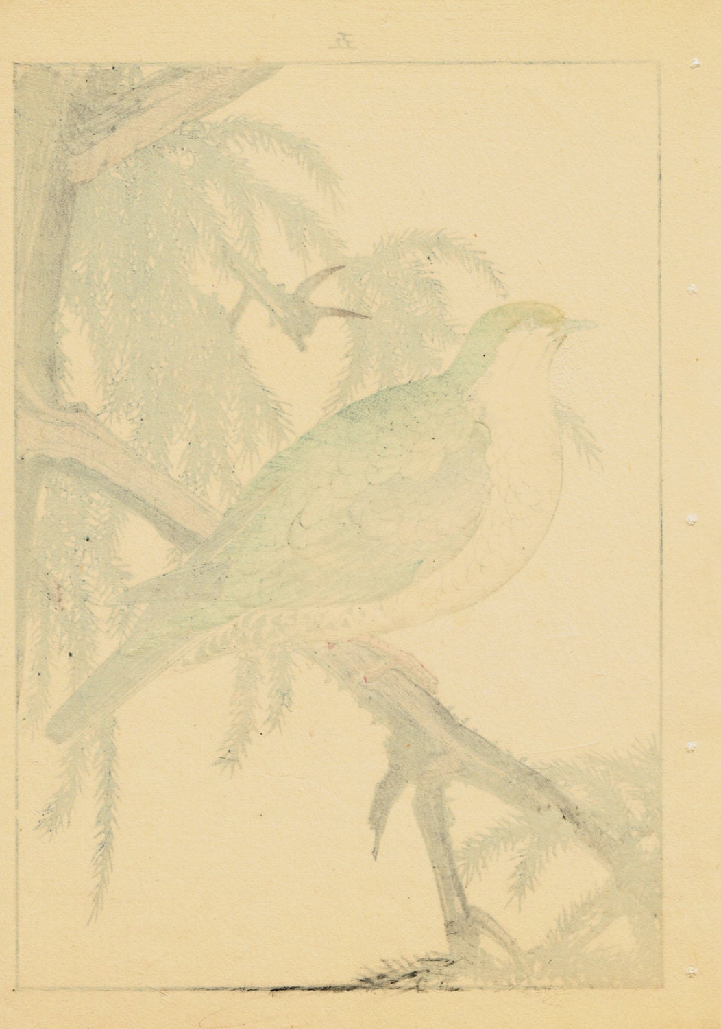 Japanese Antique Original Woodcut Print, Imao Keinen, "Japanese cedar,Turtledove"