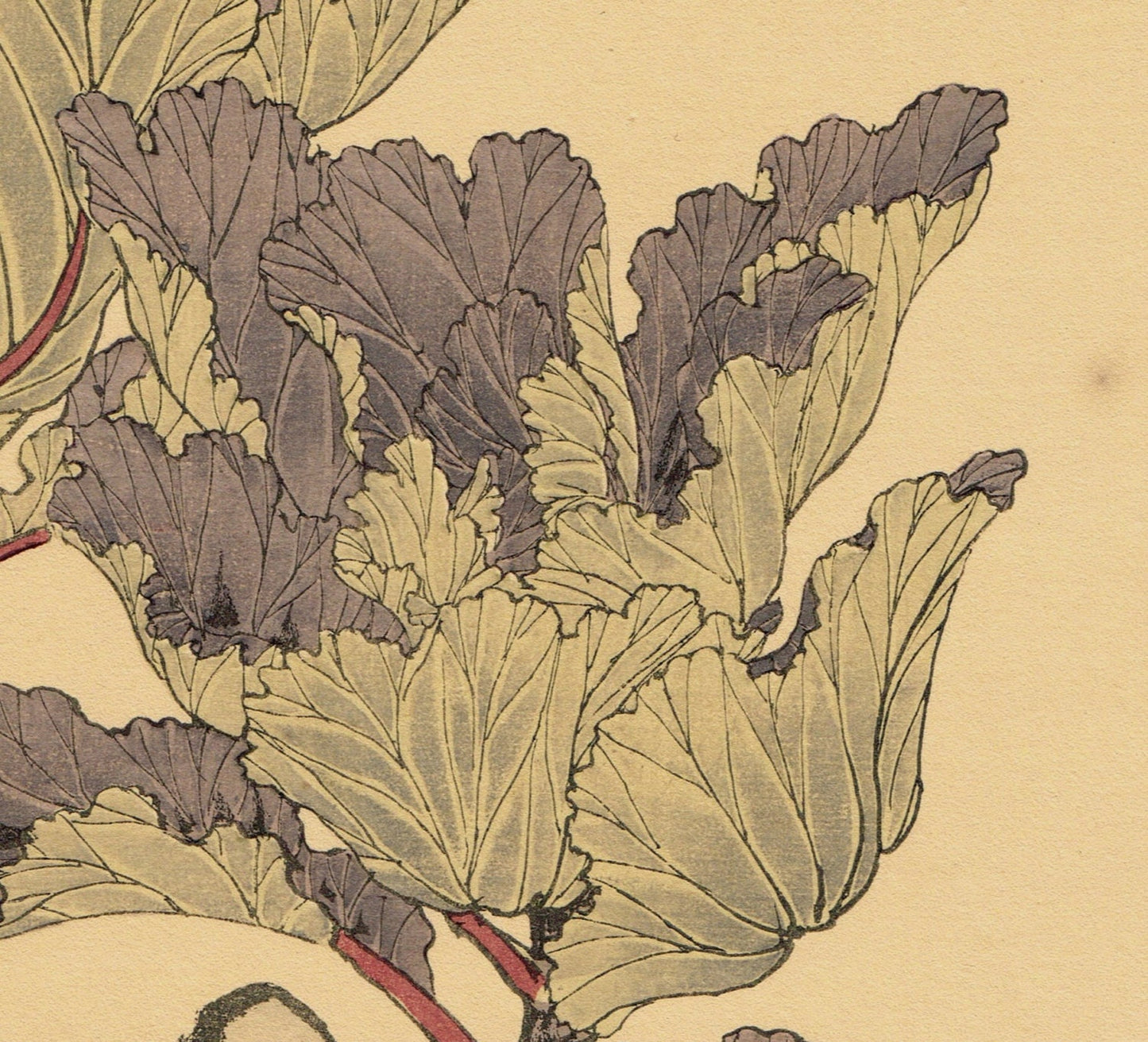 Japanese Antique Original Woodcut Print, Imao Keinen, "Peony, Kawarabashiri"