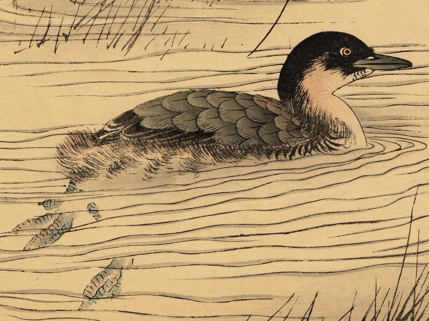 Japanese Antique Original Woodcut Print, Imao Keinen, "Manchurian Wild Rice, Little grebe"