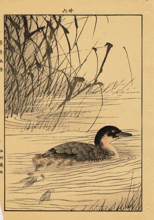 Japanese Antique Original Woodcut Print, Imao Keinen, "Manchurian Wild Rice, Little grebe"