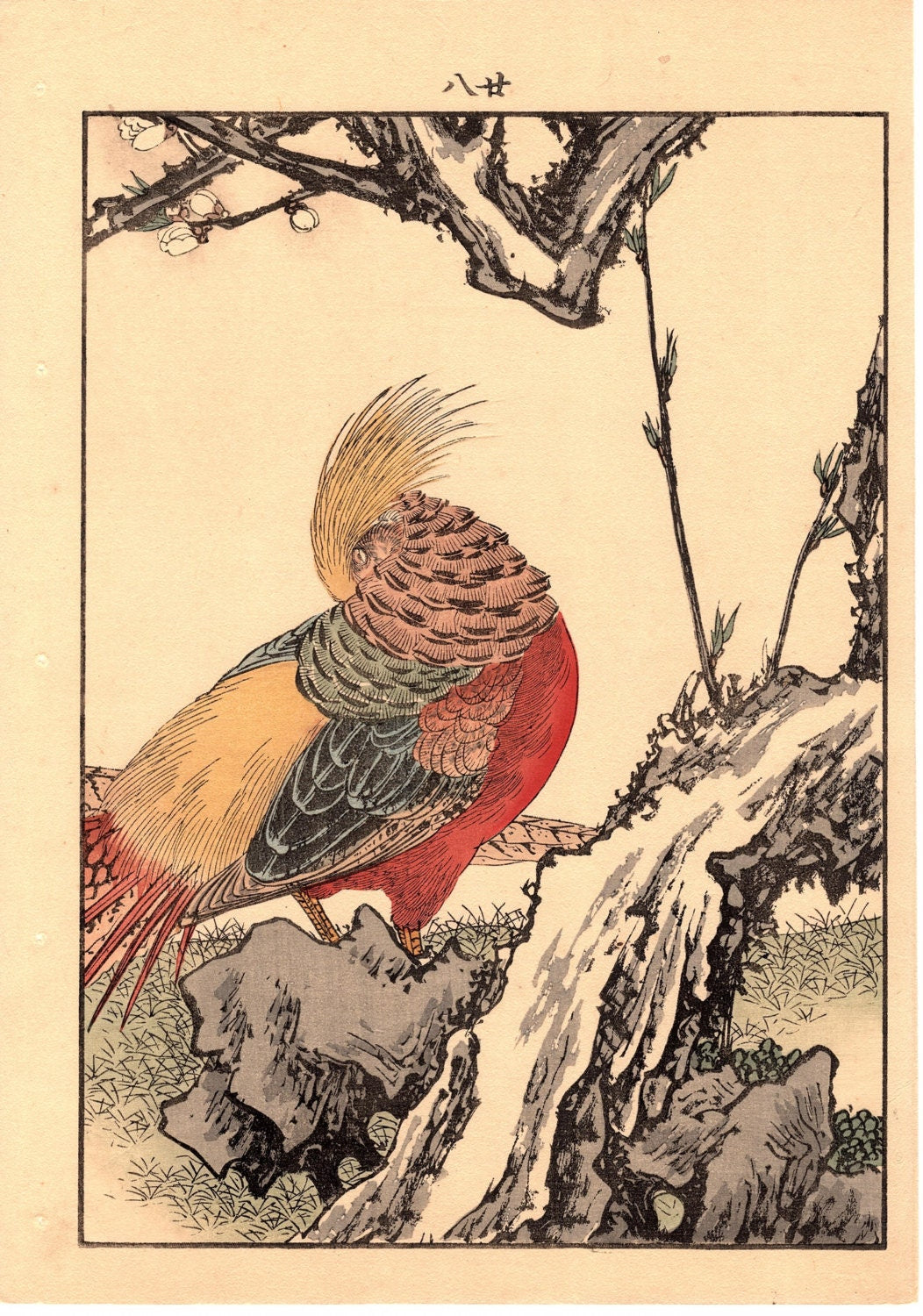 Japanese Antique Original Woodcut Print, Imao Keinen, "Golden Pheasant"