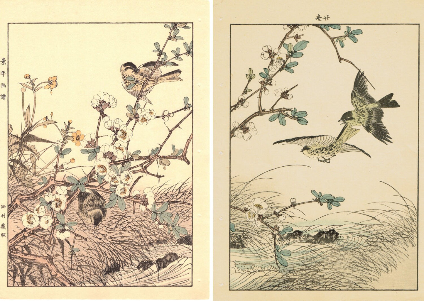 Japanese Antique Original Woodcut Print, Imao Keinen, "Flowering quince, Eurasian siskin"