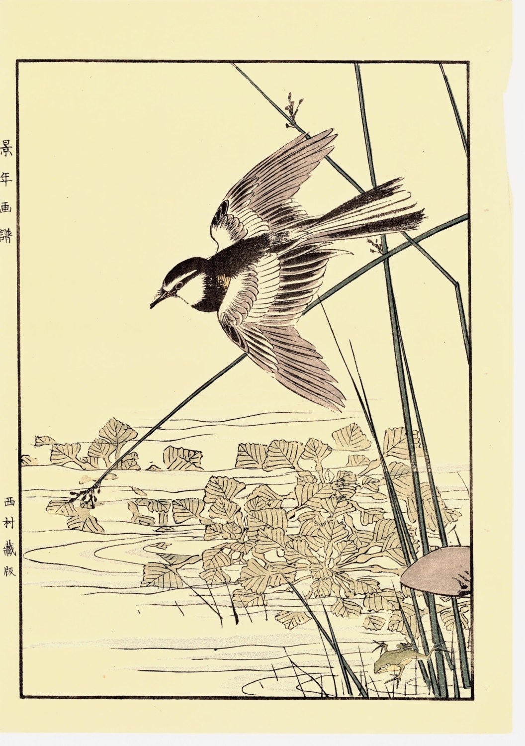 Japanese Antique Original Woodcut Print, Imao Keinen, "Nuphar japonicum, Japanese Wagtail"