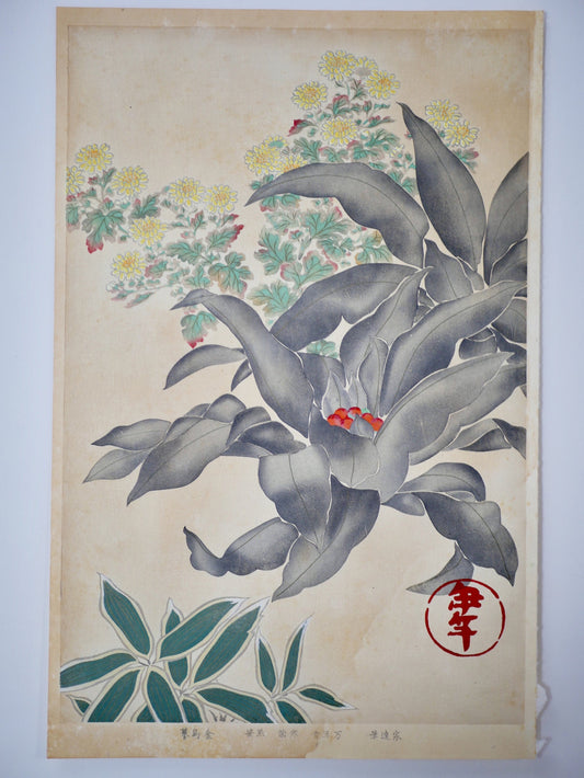 1931, Japanese antique woodblock print, Tawaraya Sotatsu, "Album of Hundred Flowers by Artists of Rinpa School, winter chrysanthemum”