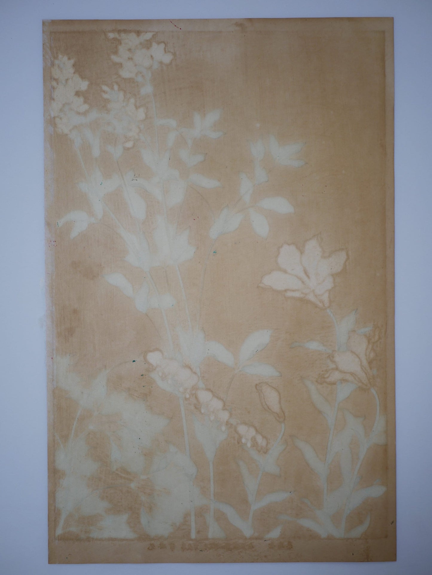 1931, Japanese antique woodblock print, Ogata Korin, "Album of Hundred Flowers by Artists of Rinpa School,  star lily, lyreflower"