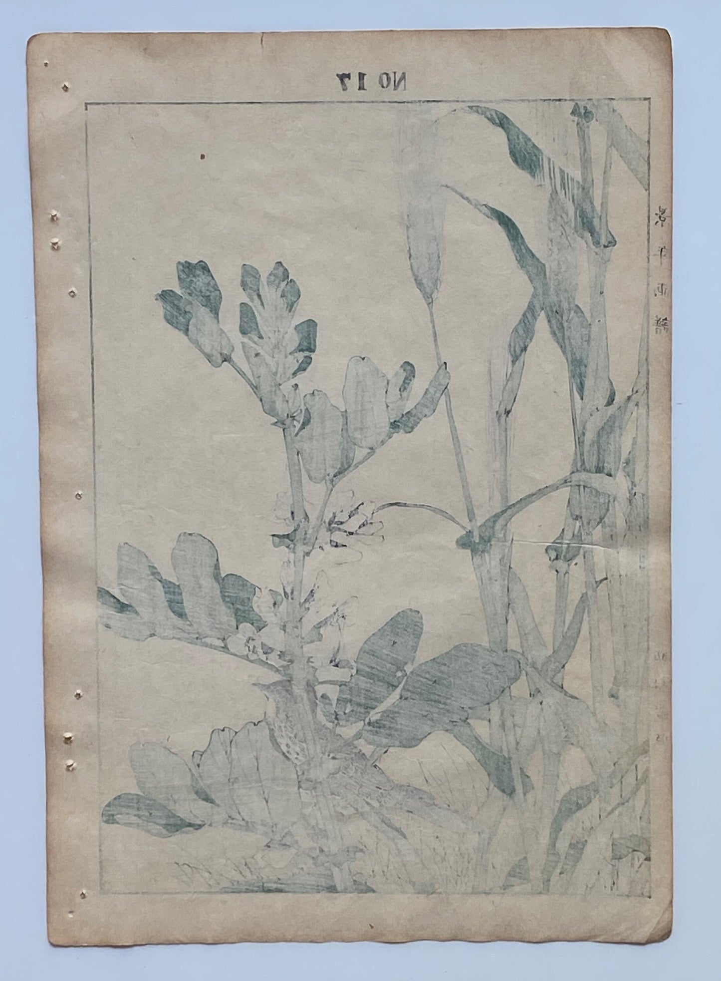 1891, Imao Keinen, " Hordeum vulgare (Ōmugi), Broad bean (Soramame), Lark (Hibari) "