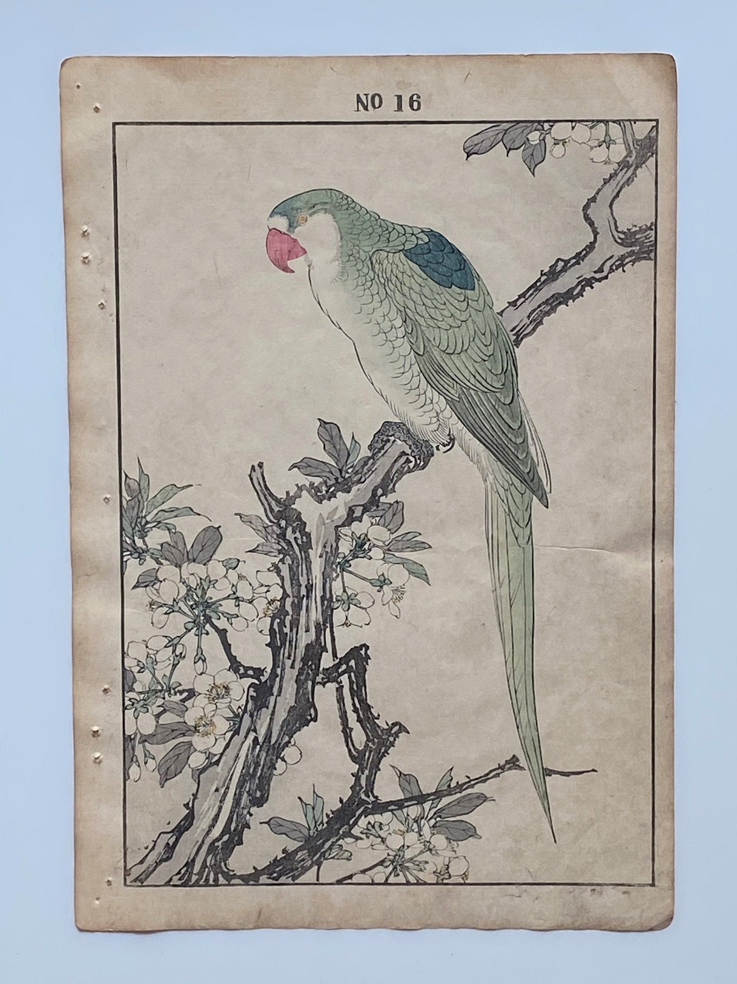 1891, Imao Keinen, " Japanese plum (Sumomo-no-Hana), Red-breasted Parakeet (Darumainko) "