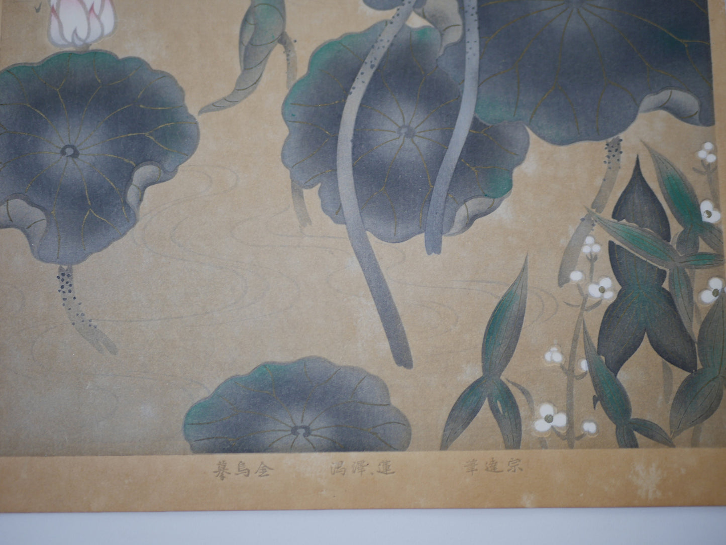 1931, Japanese antique woodblock print, Tawaraya Sotatsu, "Album of Hundred Flowers by Artists of Rinpa School, echinoderms cordifolius”