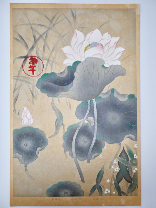 1931, Japanese antique woodblock print, Tawaraya Sotatsu, "Album of Hundred Flowers by Artists of Rinpa School, echinoderms cordifolius”