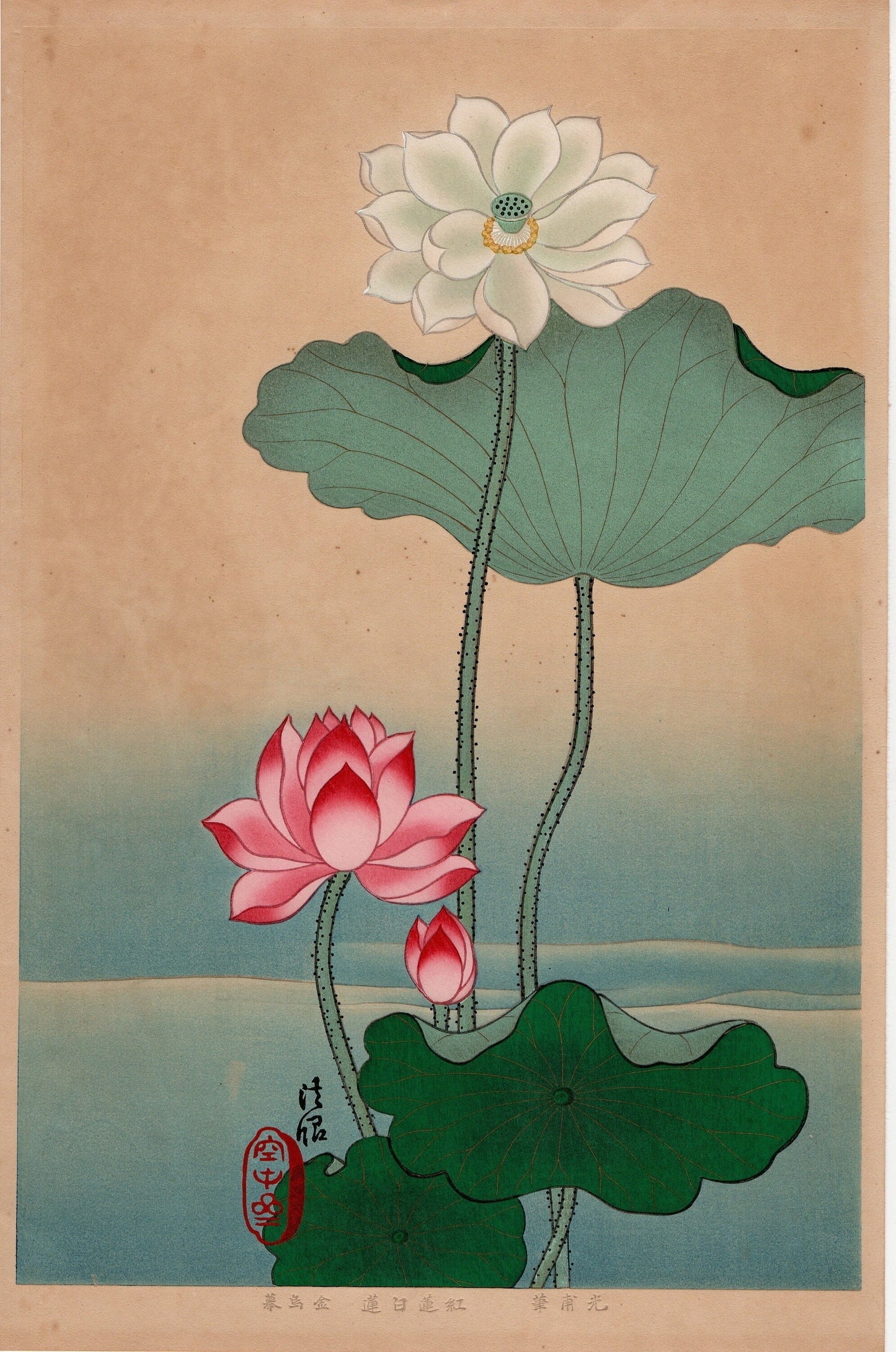 1930, Hon-ami Koho, "Album of Hundred Flowers by Artists of Rinpa School, Red Lotus, White lotus”