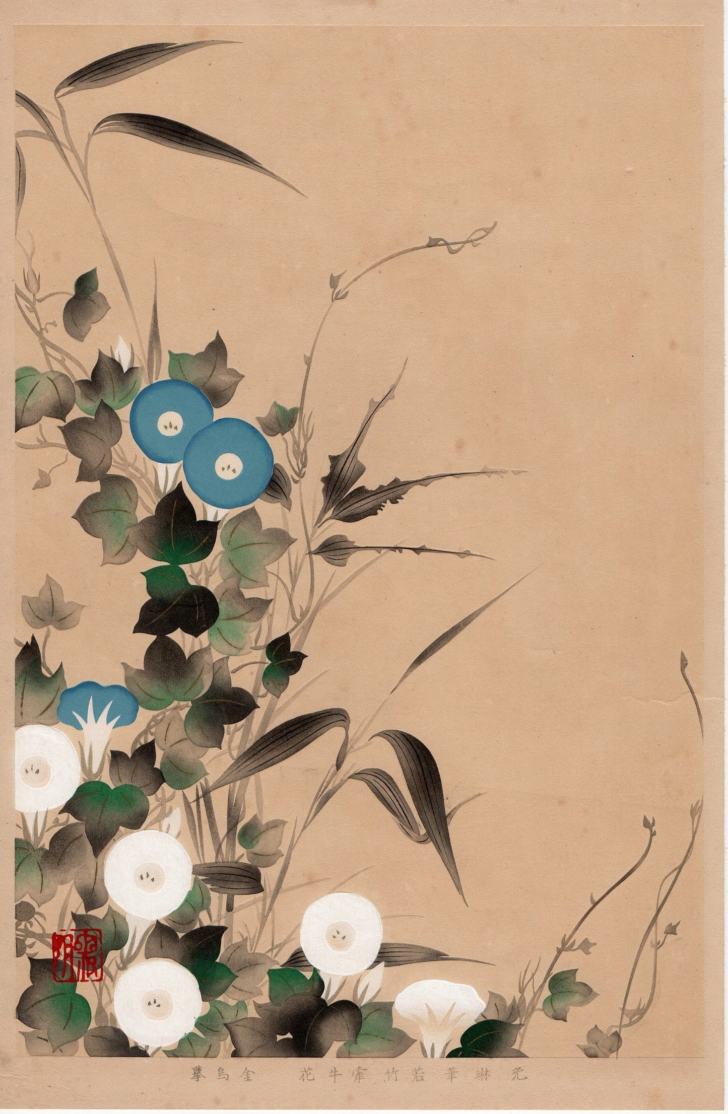 1930, Ogata Korin, "Album of Hundred Flowers by Artists of Rinpa School, Young bamboo, Morning glory”