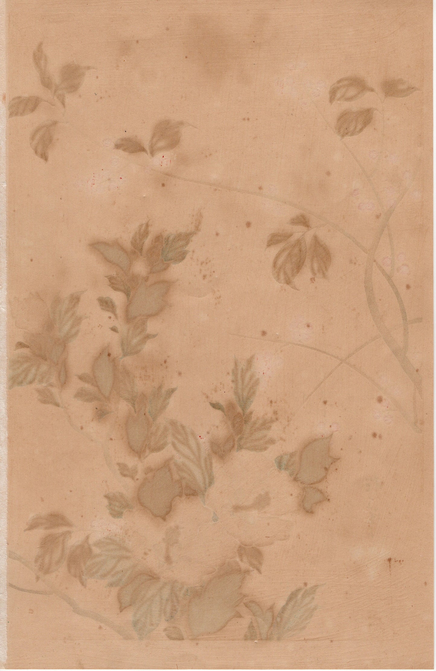 1931, Sakai Hoitsu, "Album of Hundred Flowers by Artists of Rinpa School, Kadsura japonica, Hibiscus hamabo”