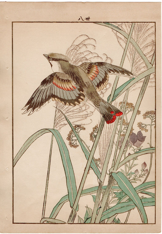 1892, Imao Keinen, "Japanese silver grass, Japanese waxwing"