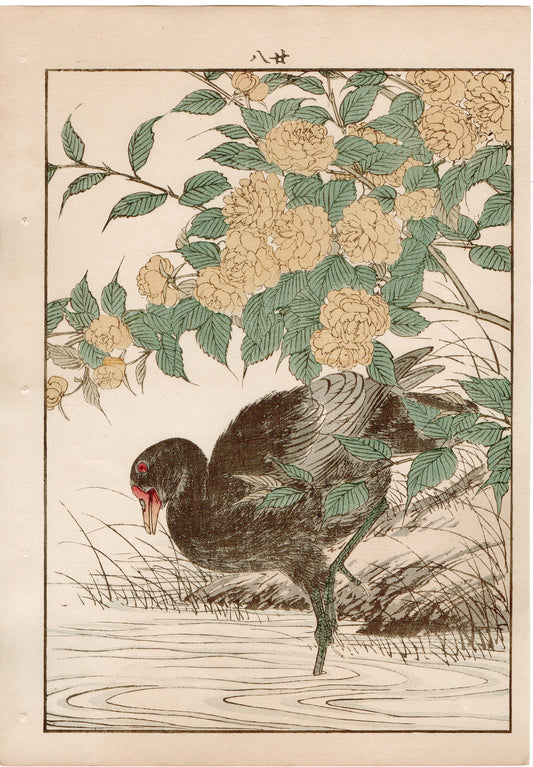 1892, Imao Keinen, "Japanese kerria, Common moorhen"