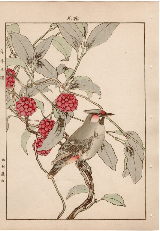 1892, Imao Keinen, "Japanese kadsura, Bohemian waxwing"