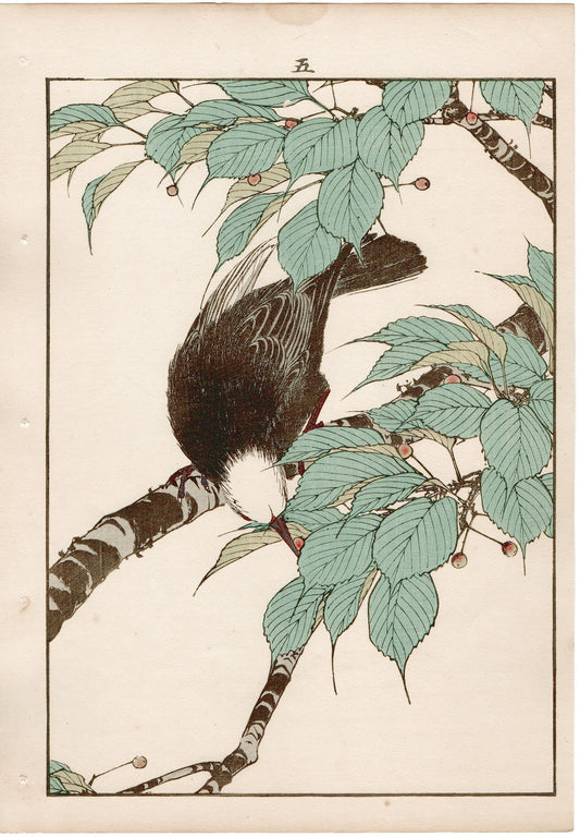 1892, Imao Keinen, "Cherries, Chinese bulbul"