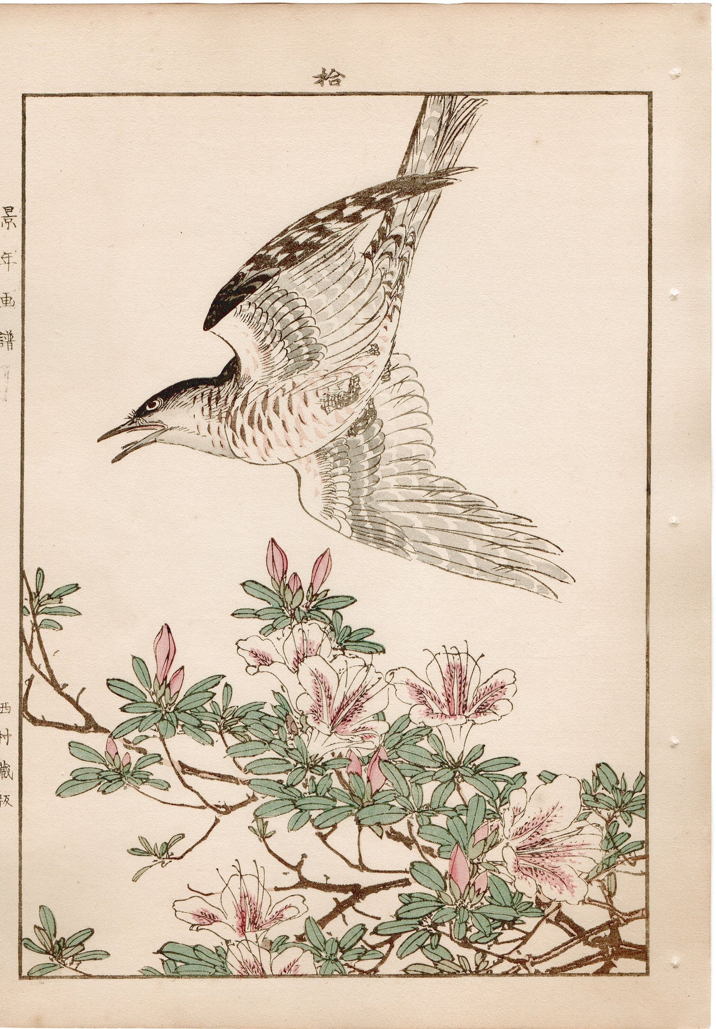 1892, Imao Keinen, "Rhododendron, Lesser Cuckoo"