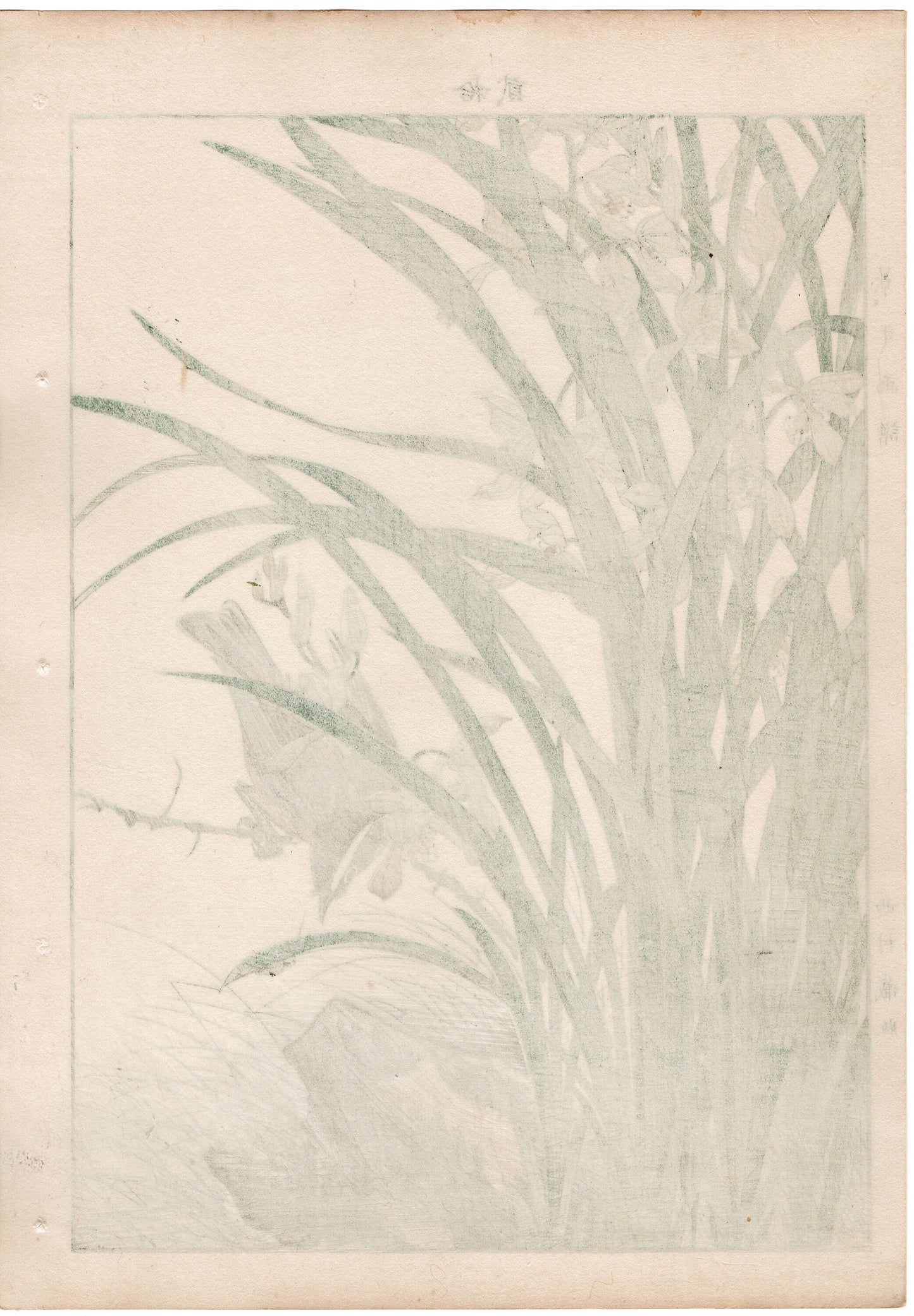 1892, Imao Keinen, "Four-season orchid, Kayamajico"