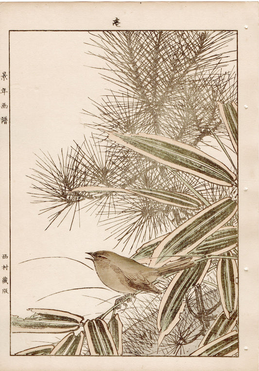 1892, Imao Keinen, " Young pine (Wakamatsu), Kumazasa, Bush warbler(Uguisu) "