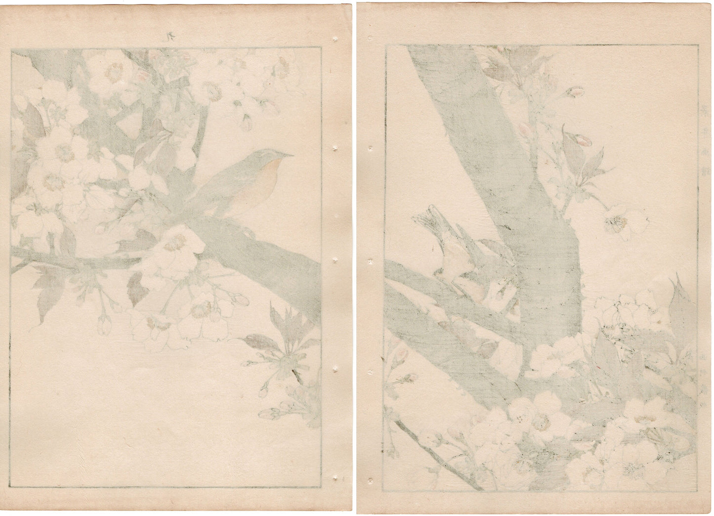 1892, Imao Keinen, " Cherry blossoms (Sakura), Narcissus flycatcher (Kibitaki) "