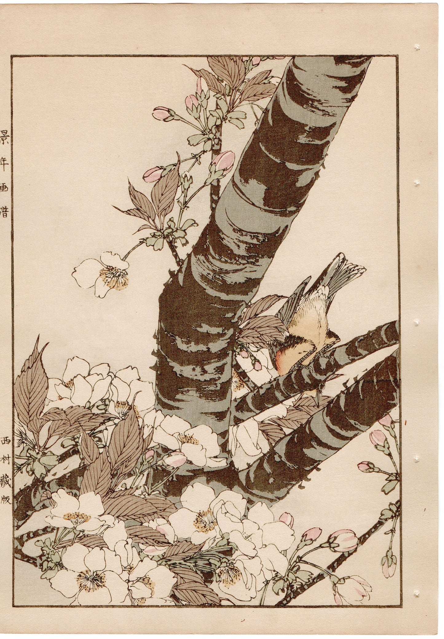 1892, Imao Keinen, " Cherry blossoms (Sakura), Narcissus flycatcher (Kibitaki) "