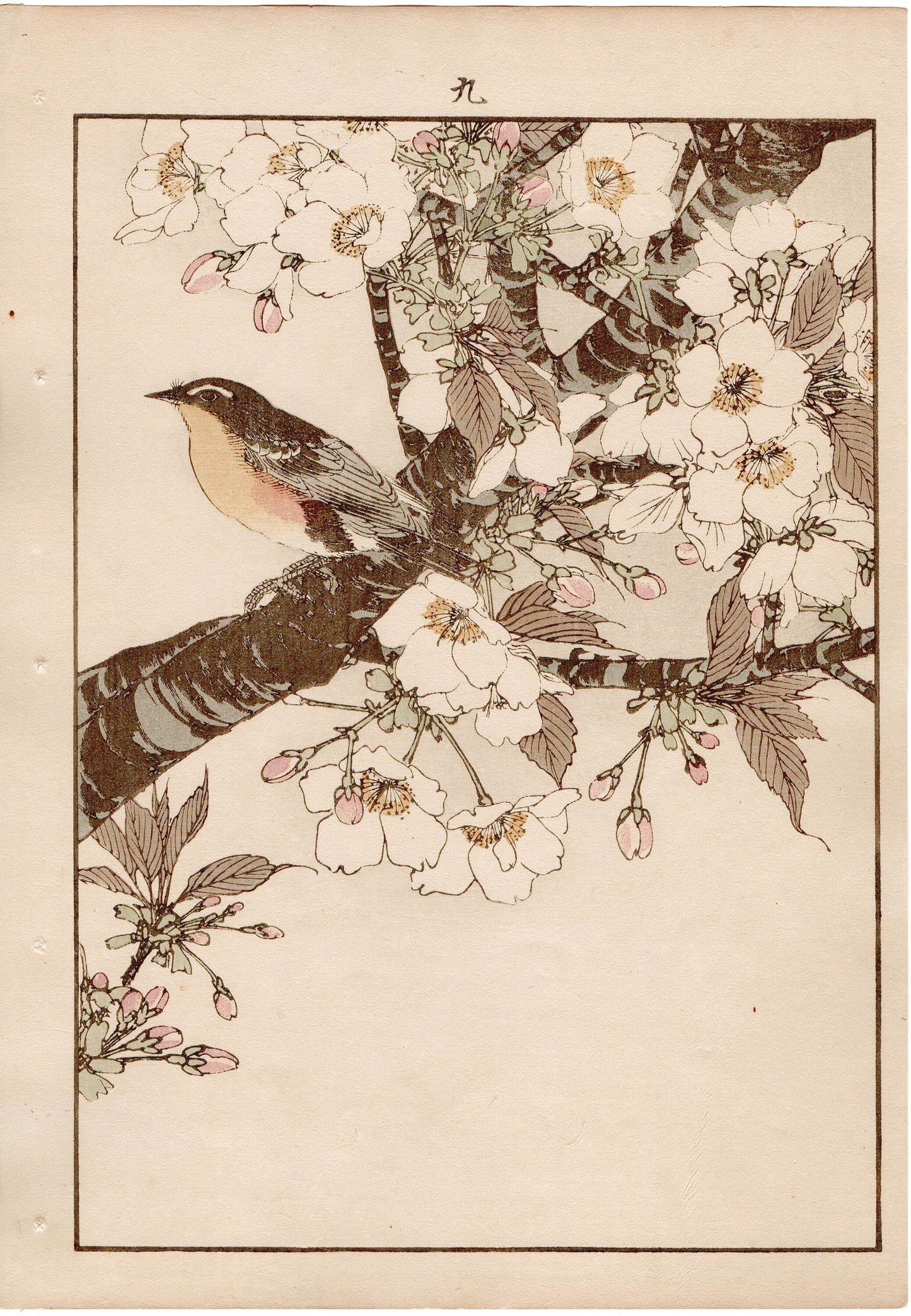 1892, Imao Keinen, " Cherry blossoms (Sakura), Narcissus flycatcher (Kibitaki) "