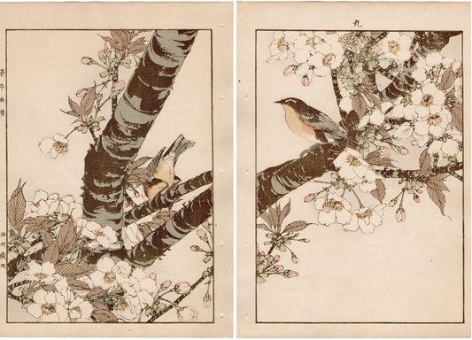 1892, Imao Keinen, " Cherry blossoms (Sakura), Narcissus flycatcher (Kibitaki) "