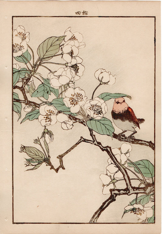 1892, Imao Keinen, " Pear flowers, Rufous-tailed Robin "