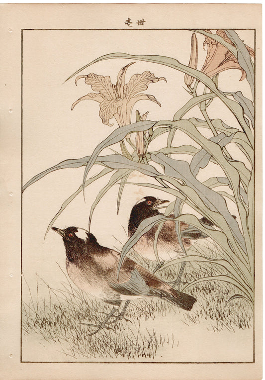 1892, Imao Keinen, " Orange Daylily (Kanzo), Thrush (Kachintsumugi) "