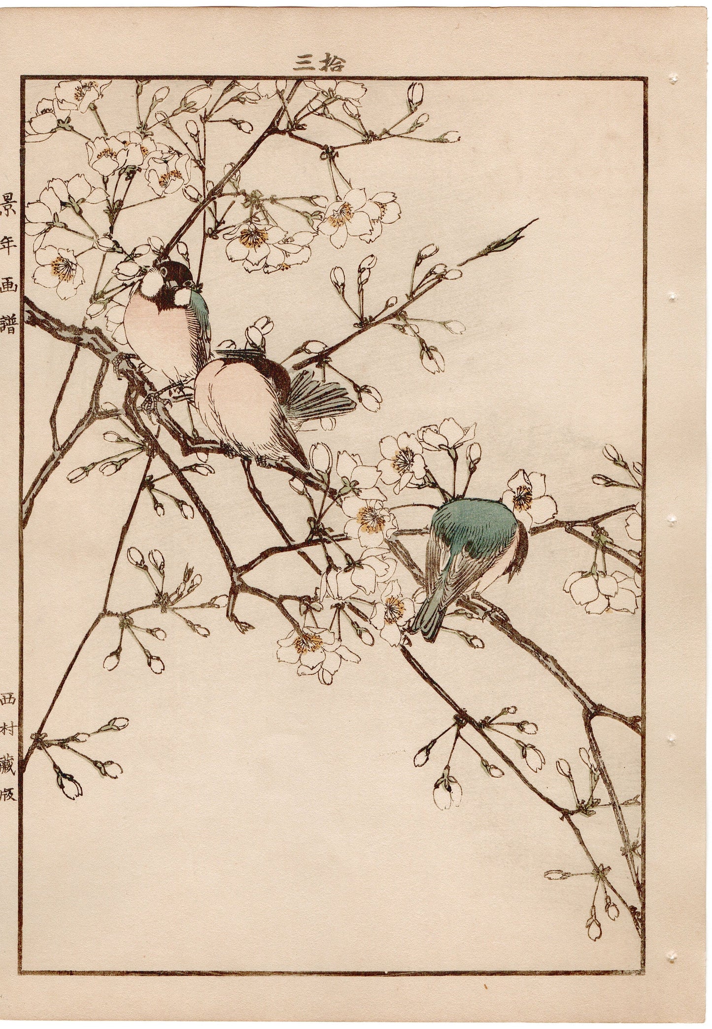 1892, Imao Keinen, " Rosebud cherry (Higanzakura), Willow Tit (Kogara) "