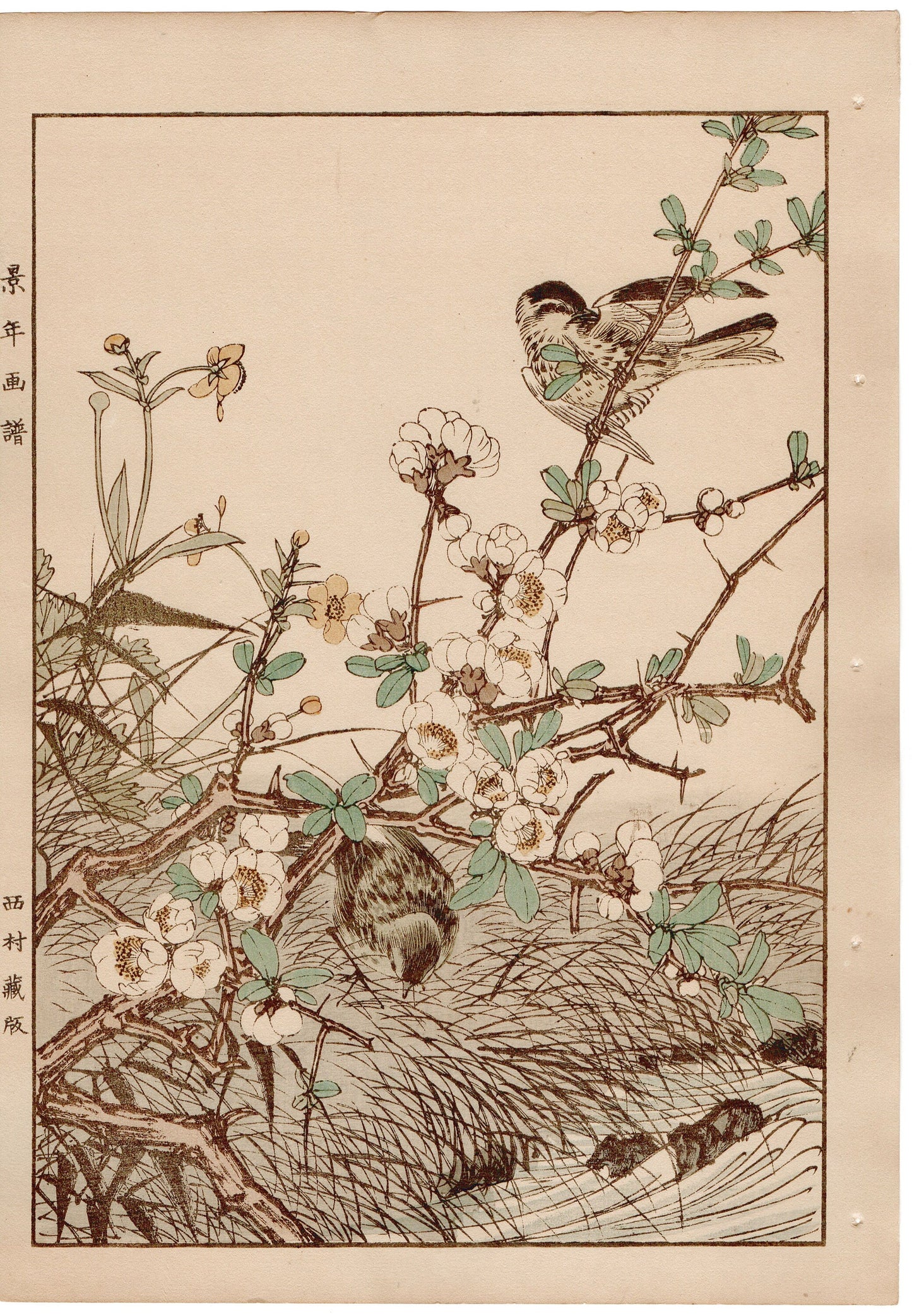 1892, Imao Keinen, " Japanese quince (Bokenohana), Japanese Buttercup (Umanoashigata), Siskin (Mahiwa) "