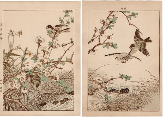 1892, Imao Keinen, " Japanese quince (Bokenohana), Japanese Buttercup (Umanoashigata), Siskin (Mahiwa) "