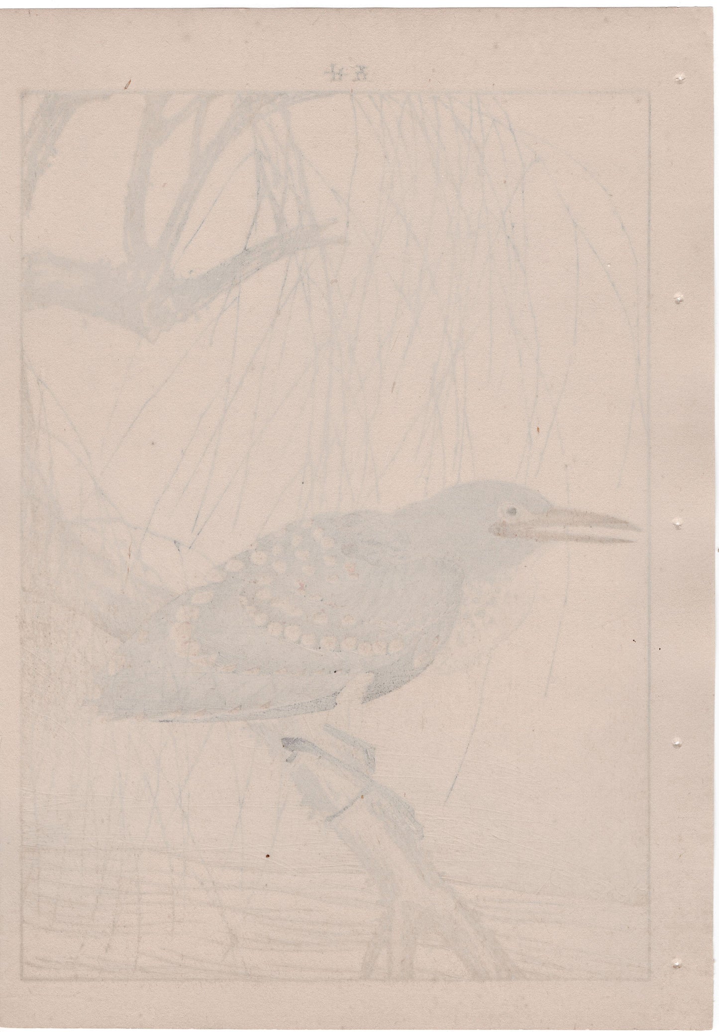 1892, Imao Keinen, "Withy, Black-crowned night heron"