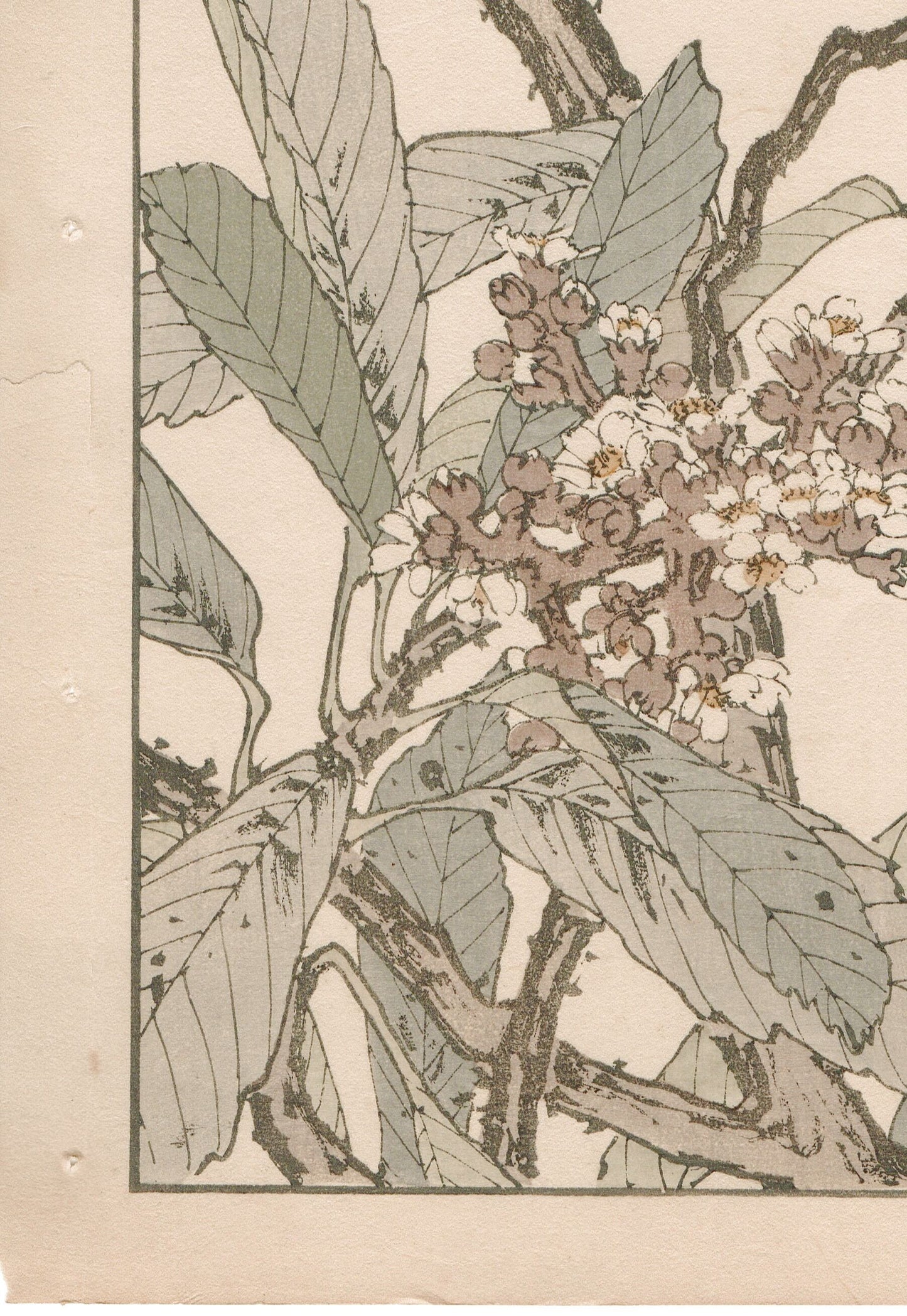 1892, Imao Keinen, "Loquat flower, Parus"