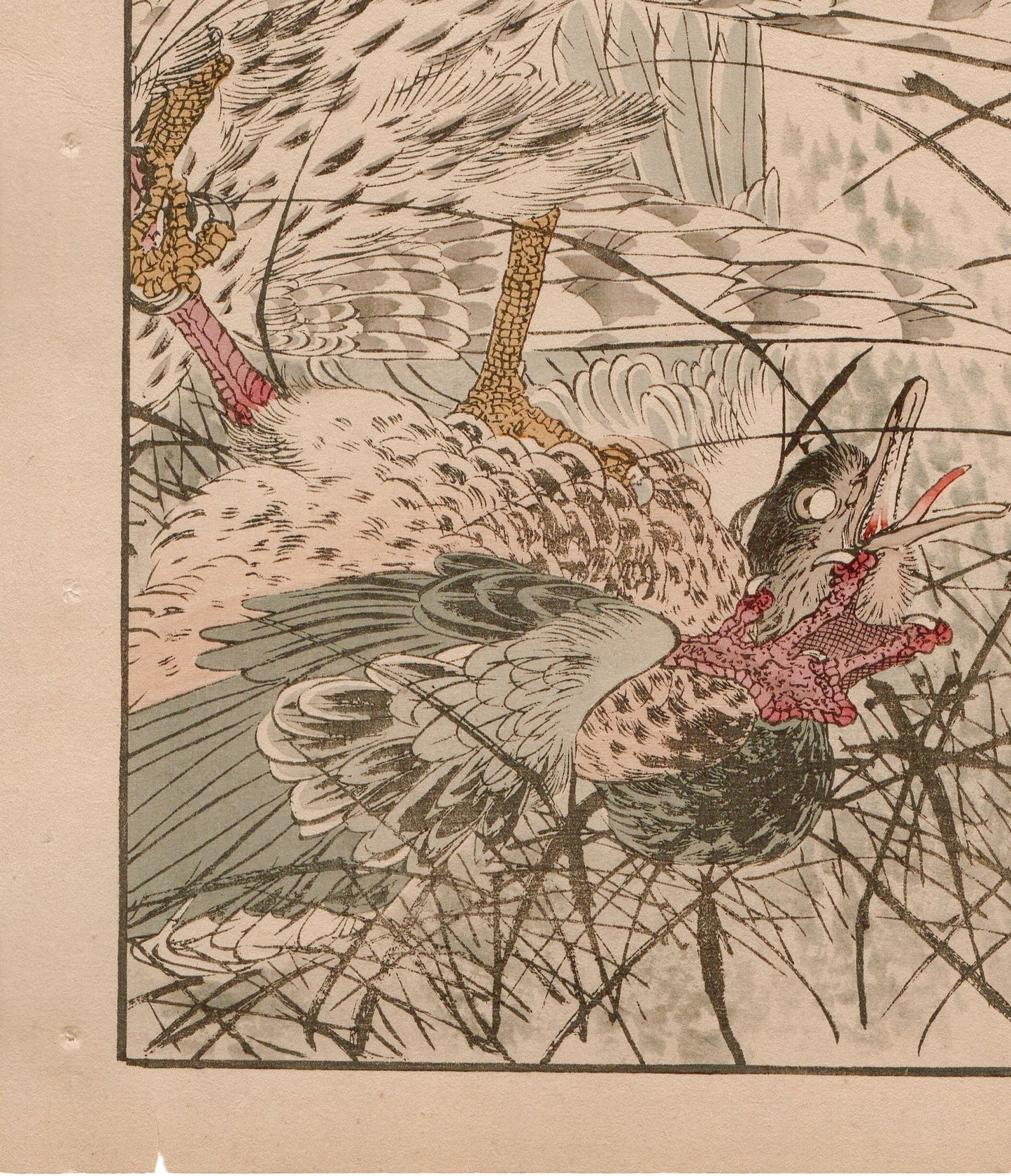 1892, Imao Keinen, "Themeda triandra var. japonica, Hawk, Duck"