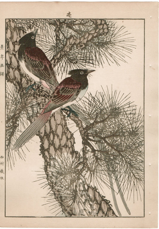 1892, Imao Keinen, "Japanese Red Pine, Japanese Paradise Flycatcher"