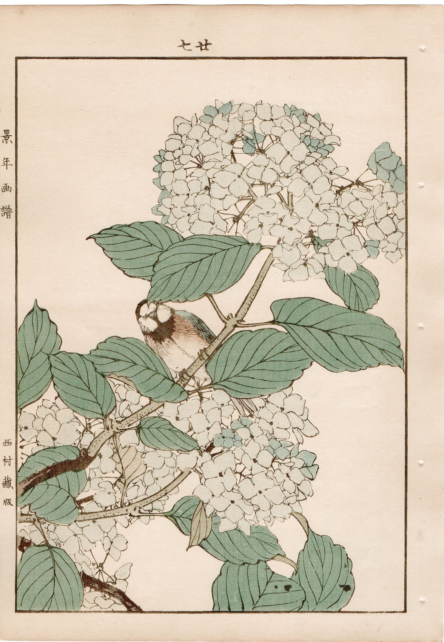 1892, Imao Keinen, "Hydrangea, Aizenkara"