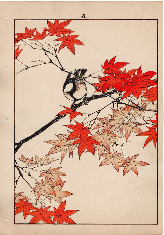 1892, Imao Keinen, "Maple, Japanese tit"